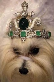 43 Diamonds are a Pet's Best Friend