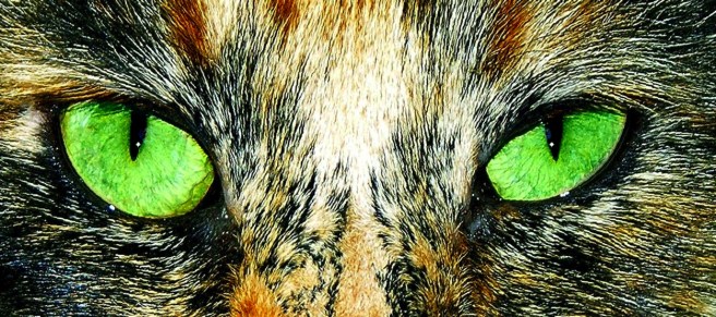 22 May the Horse Be With You