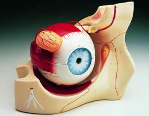 51 On Base of Bony Orbit