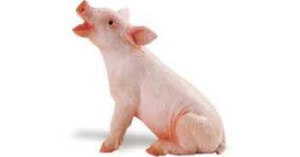 pig_toy_piglet