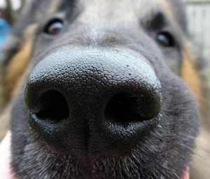 big-nose-dog