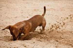 dachshund-digging-5449136_s