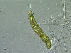euglena2