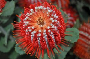 Banksia-Coccinea_web