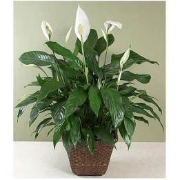 peace lilly