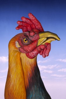 Cock-226x340