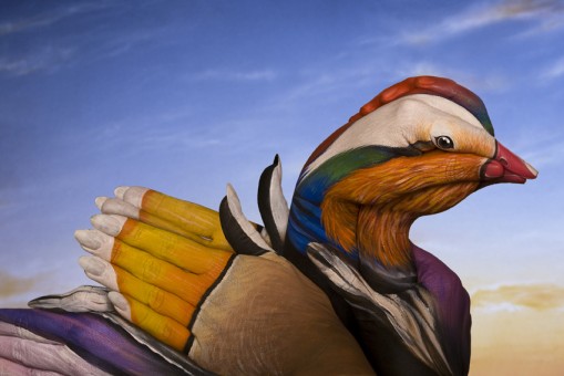 Mandarin-Duck-509x340