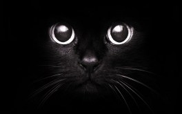 black-cat-946162872