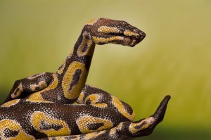 phoca_thumb_l_python-royal