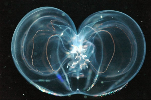 Comb jellyfish