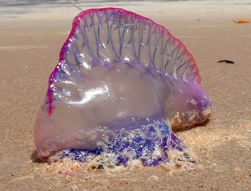 large jellyfish