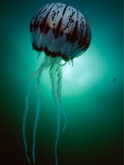 nationalgeographicjellyfish03-purple-striped-jellyfish_17907_600x450