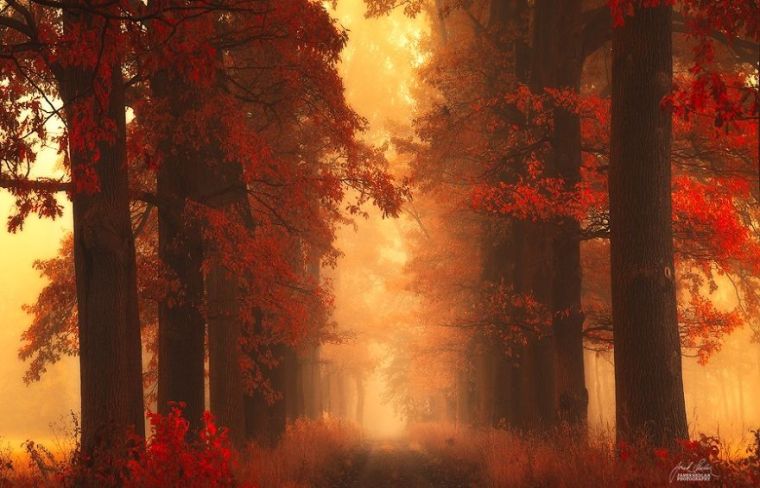 dreamlike-autumn-forests-janek-sedlar-22__880