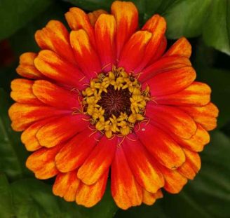 red-and-orange-flower-4