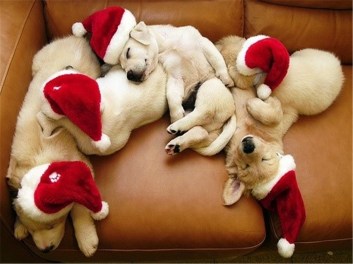 christmas_animals_pictures_7