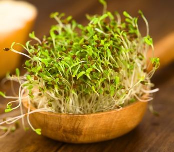 klice_fresh-alfalfa-sprouts-in-a-white-plate-3